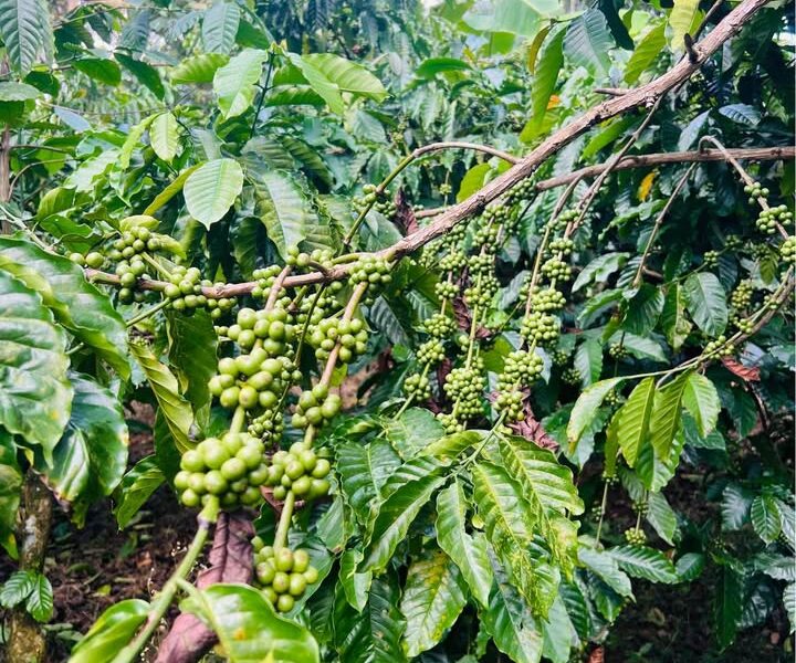 Wayanad: Expansive 178-Cent Plot with Road Access in Pinangode