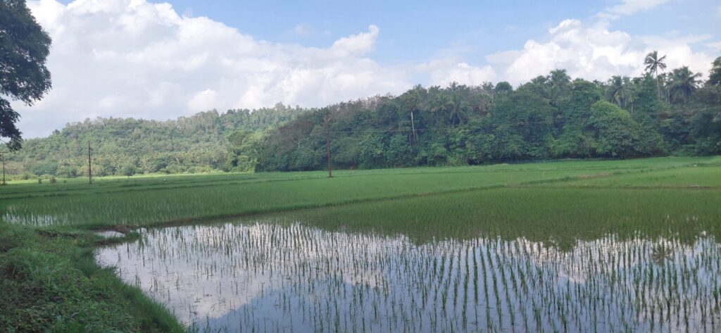 Thrissur Residential Plot | 50 Cents Near Mulamkunnathukavu Junction