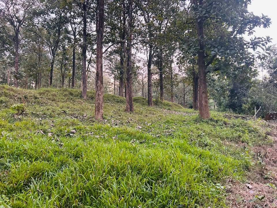 Prime 33 Cent Residential Plot, Sulthanbethery, Wayanad