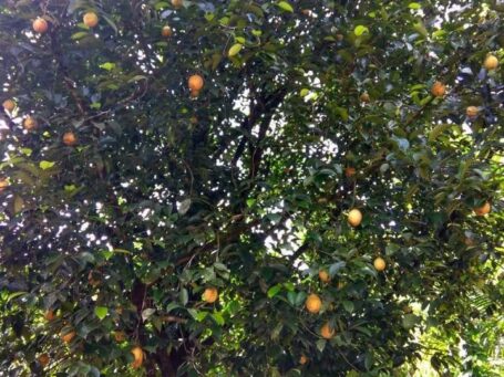 Kathippara, Idukki | Expansive 400 Cent Plot with Road Access