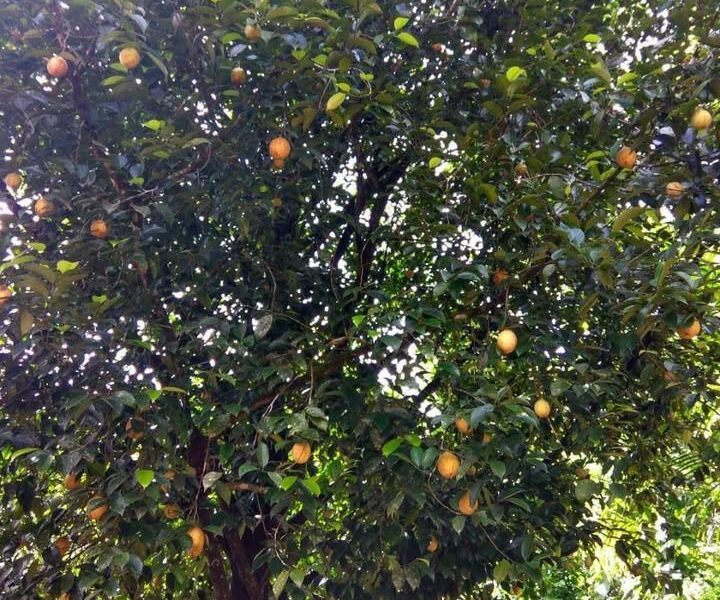 Kathippara, Idukki | Expansive 400 Cent Plot with Road Access