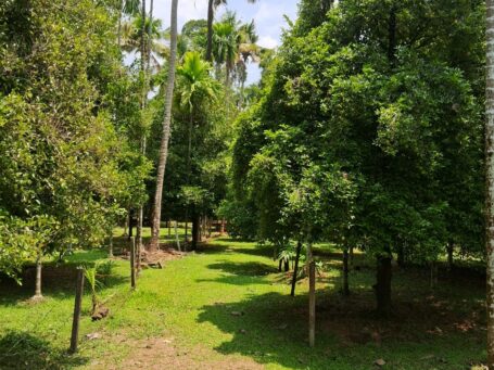 Residential Plot in Alagappanagar, Thrissur with Road Access