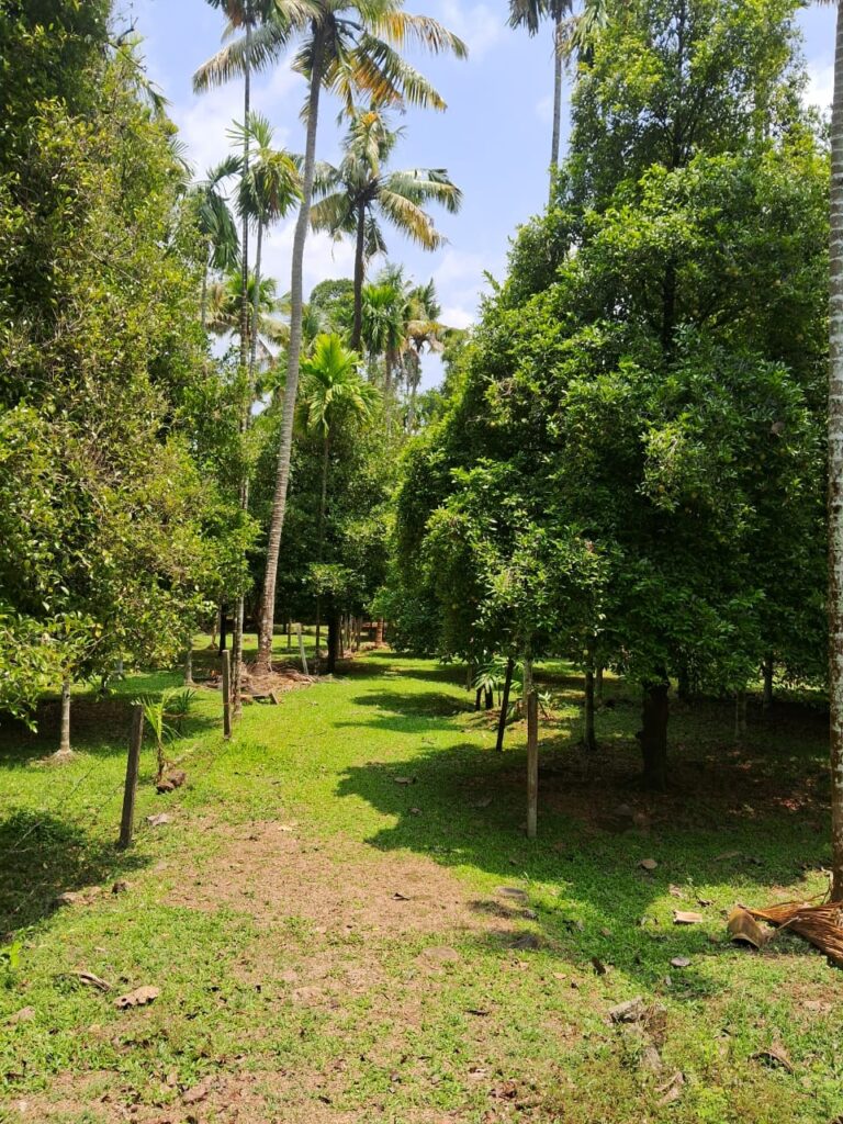 Residential Plot in Alagappanagar, Thrissur with Road Access