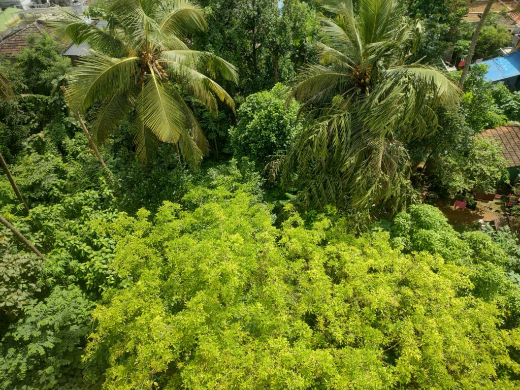 12 Cent Residential Plot, Mannuthy, Thrissur – Road Access & Junction Proximity